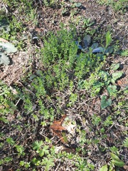 Galium virgatum
