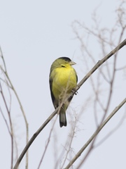 Spinus psaltria