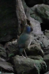 Hydrornis nipalensis