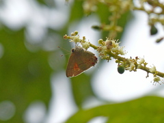 Electrostrymon endymion
