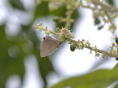 Electrostrymon endymion