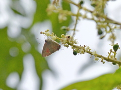 Electrostrymon endymion