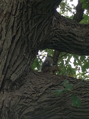 Sciurus carolinensis