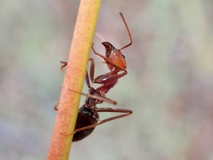 Iridomyrmex purpureus