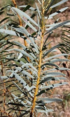 Acacia decora