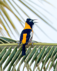 Icterus icterus