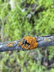 Polycauliona polycarpa