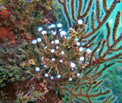 Ectopleura