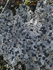 Mycoblastus sanguinarius