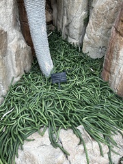Pachypodium lamerei