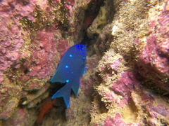 Microspathodon dorsalis