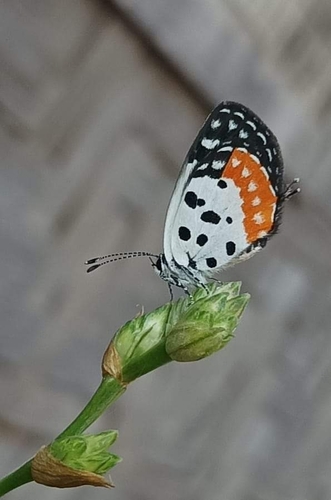 Red Pierrot