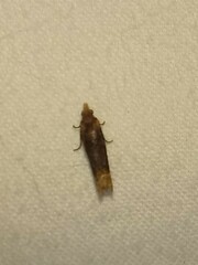 Eucosma ochroterminana