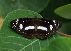 Phaedyma shepherdi