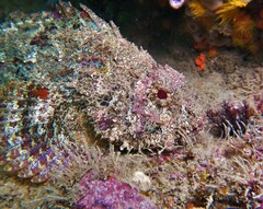 Scorpaena mystes
