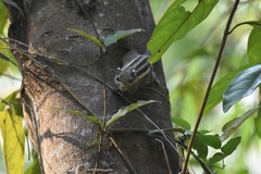 Tamiops mcclellandii