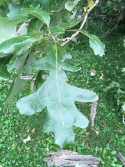 Quercus macrocarpa