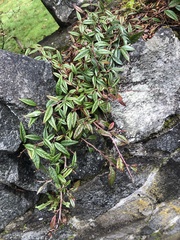 Cotoneaster salicifolius