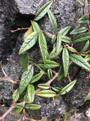 Cotoneaster salicifolius