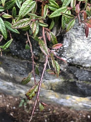 Cotoneaster salicifolius
