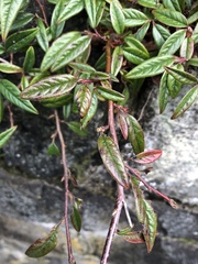 Cotoneaster salicifolius