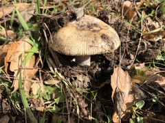 Amanita velosa