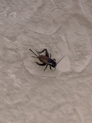 Gryllus fulvipennis