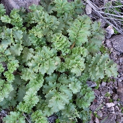 Phacelia pedicellata