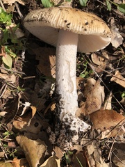 Amanita velosa
