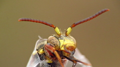Nomada rubicunda