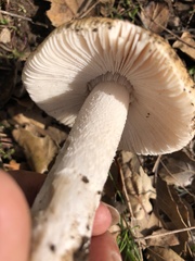 Amanita velosa