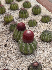 Melocactus