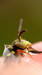 Nomada rubicunda