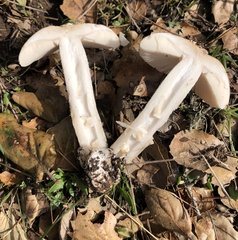 Amanita velosa