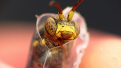 Nomada rubicunda