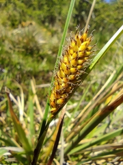 Carex aematorrhyncha