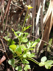 Ranunculus hispidus