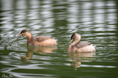 Tachybaptus ruficollis poggei