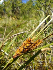 Carex aematorrhyncha