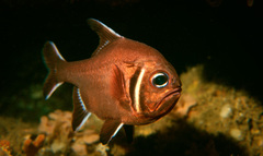 Trachichthys australis
