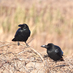 Corvus macrorhynchos japonensis