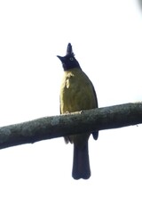 Rubigula flaviventris