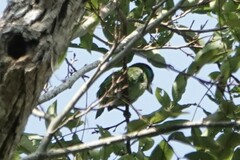 Psilopogon asiaticus