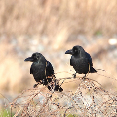 Corvus macrorhynchos japonensis
