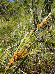 Carex aematorrhyncha