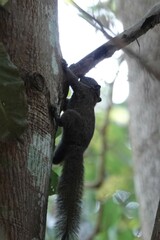 Callosciurus inornatus