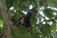 Rhipidura albicollis