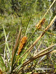 Carex aematorrhyncha