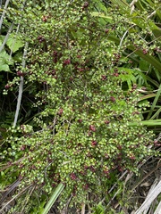 Gaultheria antipoda