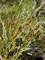 Carex aematorrhyncha